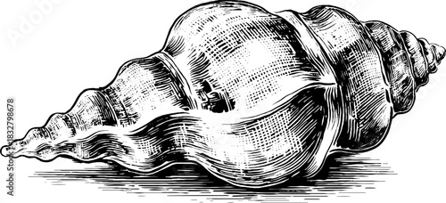 Ornate baroque shell decorative engraving design for vintage art projects