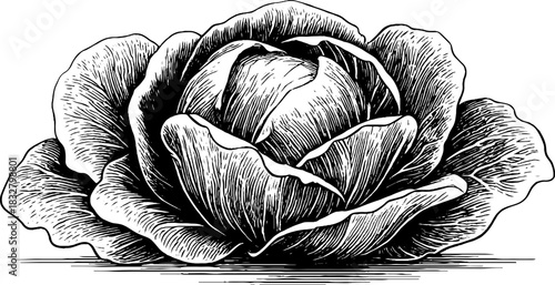 Engraved decorative illustration of layered cabbage leaves design for print and craft projects