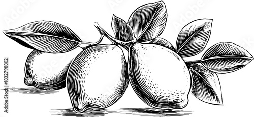 Vintage engraving of intertwined lemons with leaves design for culinary decor