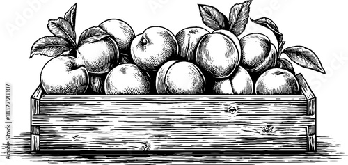 Engraved decorative illustration of ripe apricots in a wooden crate