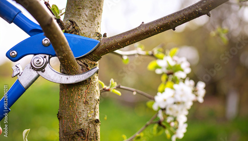 Pruning tree branches early in spring
