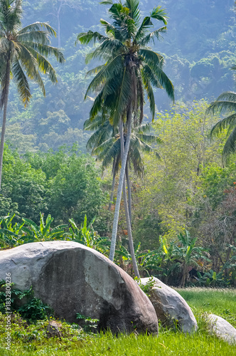 Tropical Vacation Scene: Tall Palm Trees and Lush Greenery Overlooking the Rocky Beach and Turquoise Sea in Phuket, Thailand on a Sunny Day