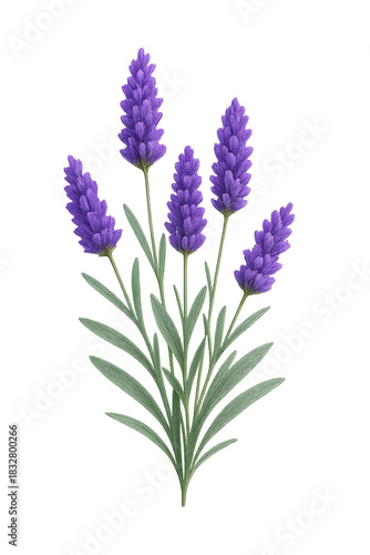 Realistic Lavender Flower Illustration Isolated on Transparent Background for Botanical Design, Herbal Medicine, Aromatherapy Graphics and Aromatherapy Projects, Detailed Purple Lavender Sprig PNG