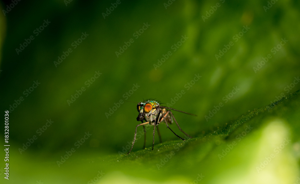 Naklejka premium Close up of a metallic green brightly coloured fly