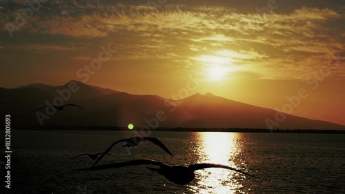 Animal Bird Seagulls Flying on Sky In The Afternoon