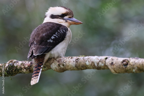 laughing kookaburra (Dacelo novaeguineae) Queensland , Australia