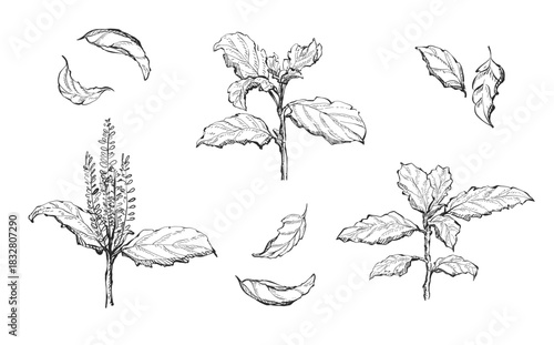 Illustration hand drawn Set ฺBasil, Holy Basil leaves, Basil tree,  on white background, outline monochrome ink style for artwork, logo, packaging vector.
