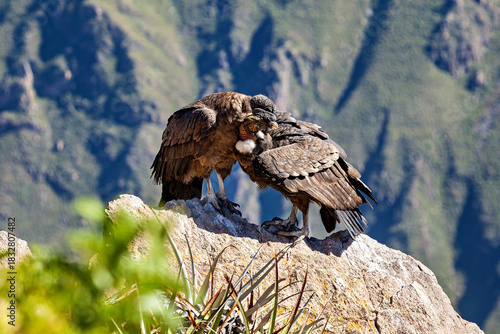 The Andean condor at the Colca Canyon in Peru