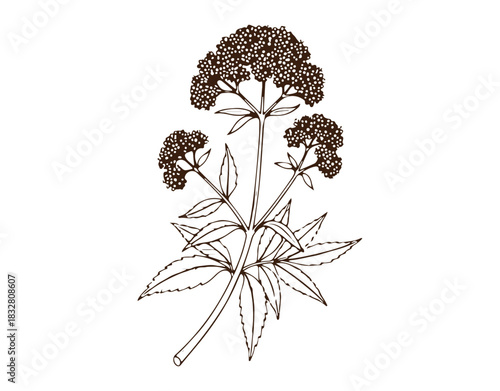 hand-drawn vector of Valeriana officinalis, isolated on a clean white background. This vibrant herb branch is great for cosmetic packaging, organic medicine, greeting cards, and herbal green tea.