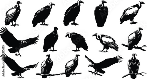 Collection of detailed vulture silhouettes in various perched and flying poses, perfect for wildlife illustrations, bird graphics, nature concepts, and educational artwork