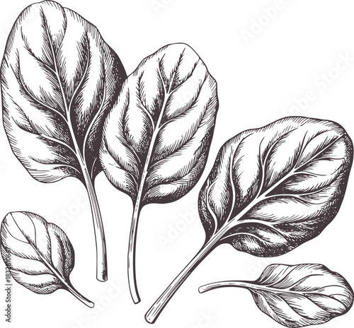 Black and white hand drawn spinach leaves green food