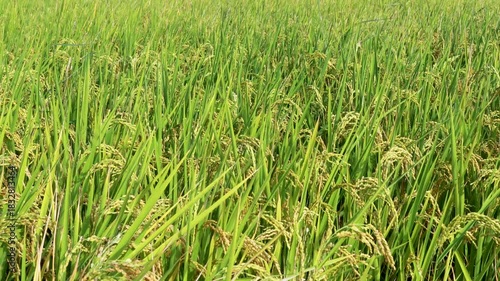 Golden rice paddy field landscape swaying over sunset day time.