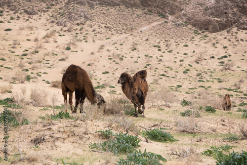 View of camels in the Kyzylkum desert