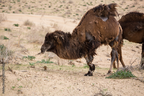 View of camels in the Kyzylkum desert, Karakalpakstan, an autonomous territory of Uzbekistan