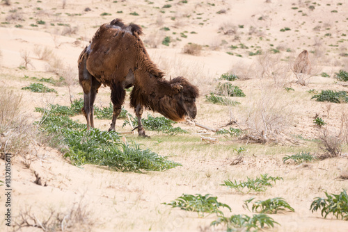 View of camels in the Kyzylkum desert