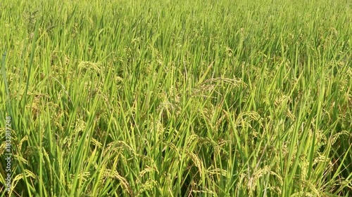 Golden rice paddy field landscape swaying over sunset day time.