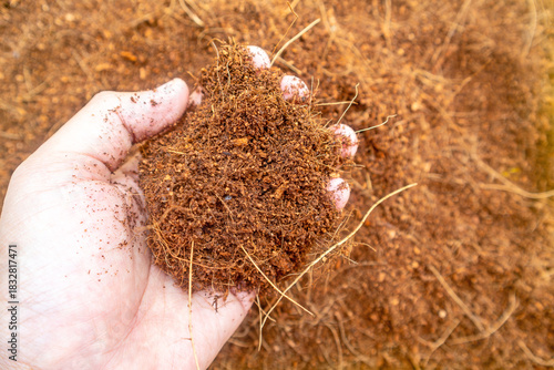 hand holding dry brown coco peat, organic planting media made from coconut fiber powder