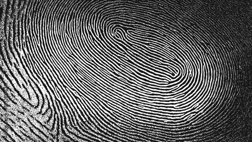 Black fingerprint background with detailed biometric thumb lines and grunge texture for human identity vector design