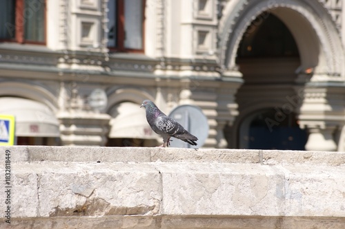 The photograph shows a pigeon perched on a stone fence. Part of a building with classical architecture, including arches and columns, is visible in the background. The building is light in color with 