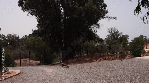 A wide gravel path where magnificent birds cheerfully munch under a sunny day. The trees are vibrant green under a bluish sky.
