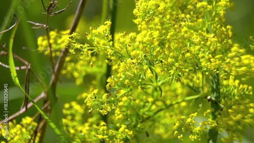 Medicinal plant Lady's Bedstraw (Galium verum) close-up, content for pharmaceuticals and herbalism.
