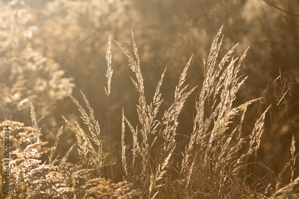 Fototapeta premium meadow grass in the rays of the sun