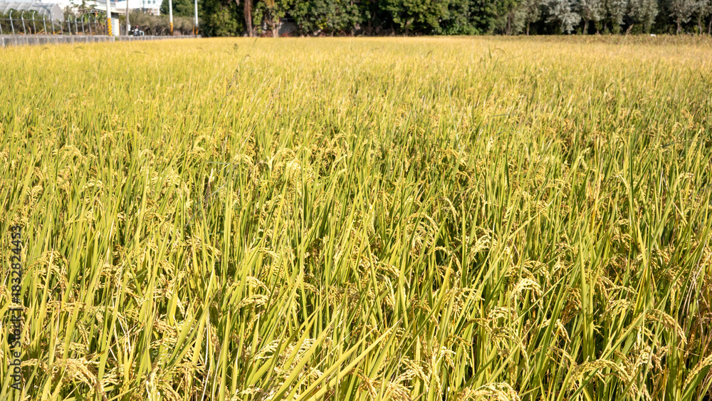 Obraz premium Golden rice paddy field landscape swaying over sunset day time.