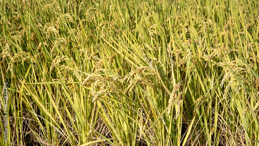 Obraz premium Golden rice paddy field landscape swaying over sunset day time.