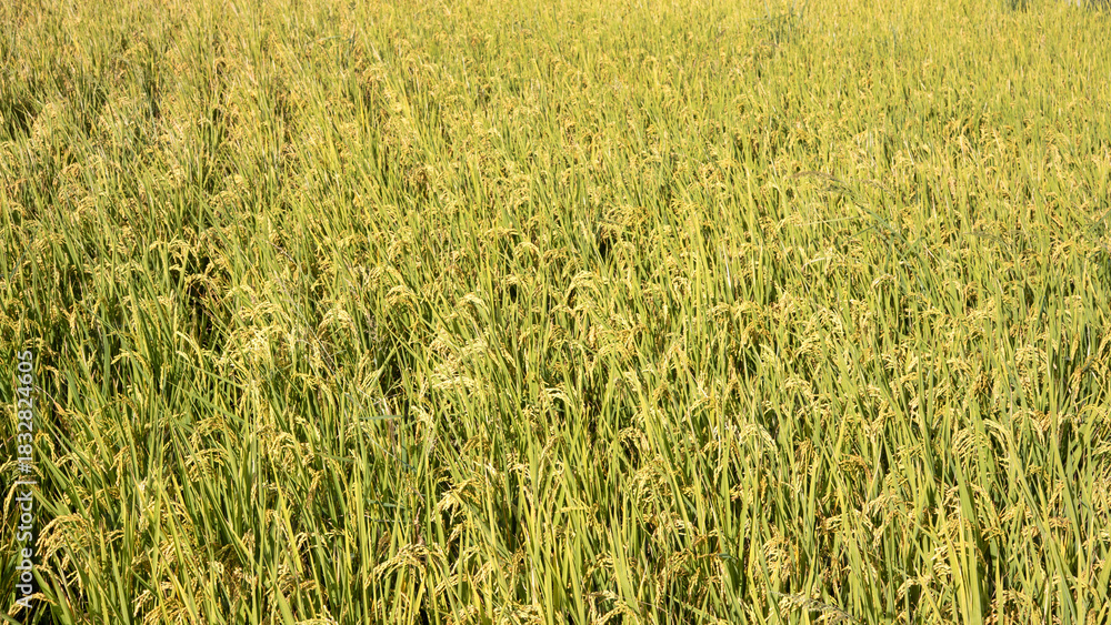 Obraz premium Golden rice paddy field landscape swaying over sunset day time.