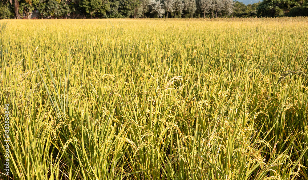 Obraz premium Golden rice paddy field landscape swaying over sunset day time.