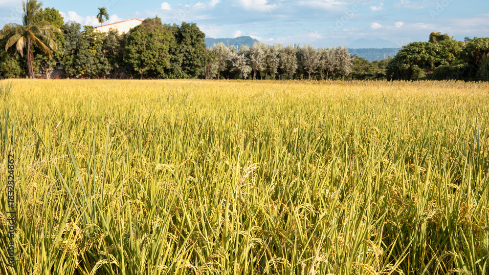 Obraz premium Golden rice paddy field landscape swaying over sunset day time.