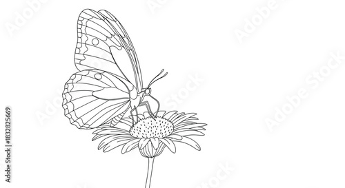 A delicate and detailed black and white line art illustration of a butterfly on a flower suitable for a coloring book page.