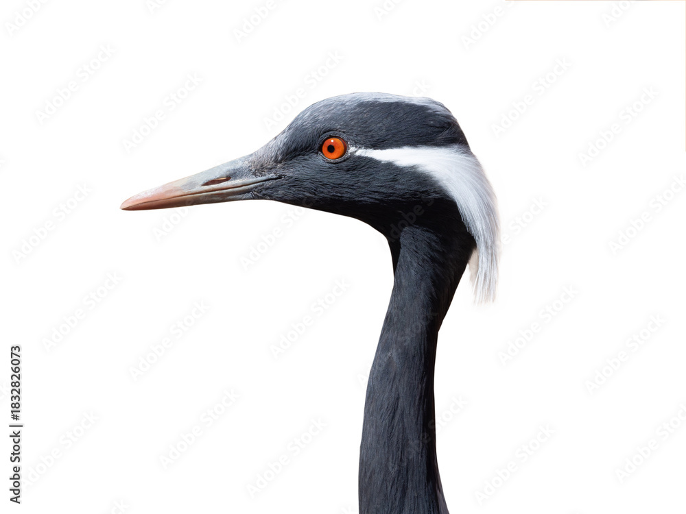 Fototapeta premium portrat grey crane isolated on white background
