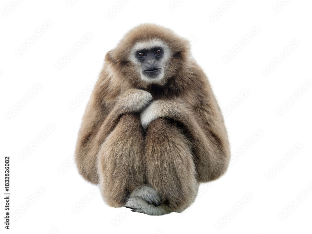 Obraz premium gibbon isolated on a white background