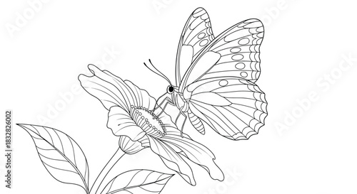 A beautiful and intricate black and white line drawing of a butterfly gathering nectar from a flower for a coloring page.