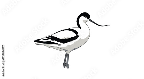 A detailed and realistic illustration of a Pied Avocet a distinctive black and white wading bird with an upturned beak.