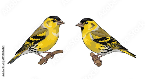 Two beautifully illustrated Eurasian Siskin birds a small yellow and black finch perched on small branches on a white background.