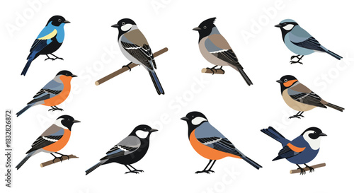 A beautiful collection of ten different species of small colorful songbirds sitting on branches isolated on a white background for ornithology.