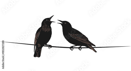 An artistic illustration of two detailed starling birds perched on a wire singing or communicating with each other on a white background.