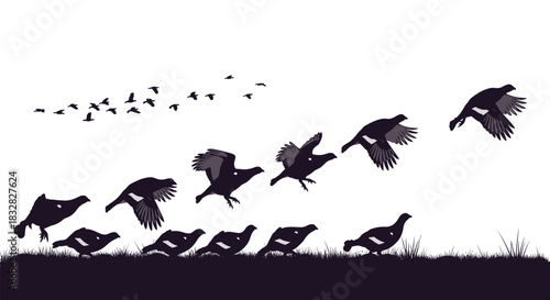 A silhouette animation sequence showing the movement of a black grouse taking off and flying away from a grassy field with a flock.
