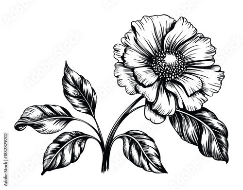 Vintage black and white sketch of a blooming flower with detailed petals and leaves, perfect for botanical prints and decorative purposes.