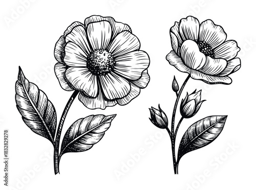Hand drawn sketch of blooming flowers and buds with leaves in black ink on a white background, perfect for botanical studies and floral decorations.