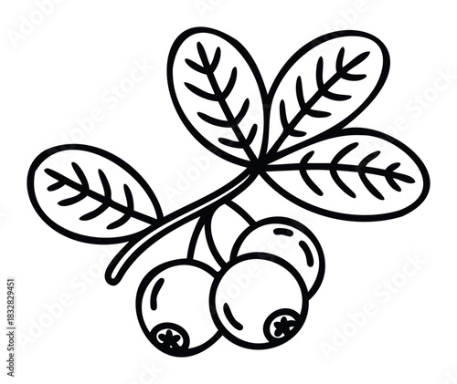 Simple line drawing of a lingonberry branch with berries and leaves, perfect for healthy eating and natural product promotions