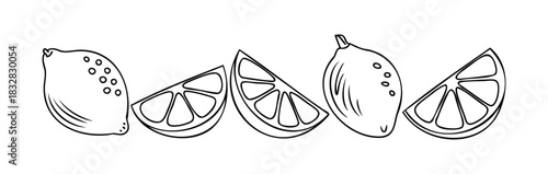 Fresh lemon slices and whole lemons in a simple outline for use in summer beverages, food themes, and healthy recipes graphic projects.