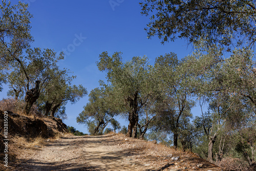 Foto Dirt path through an olive grove under a clear blue sky.
