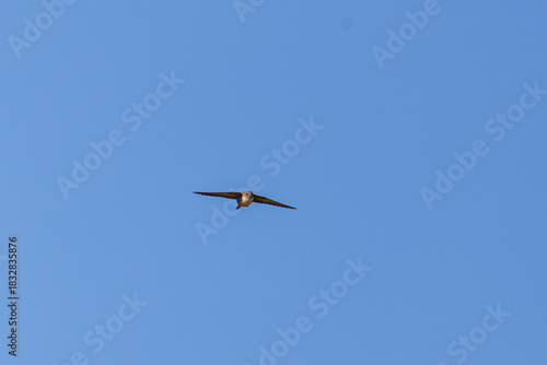 A crag martin flying against a clear blue sky.
