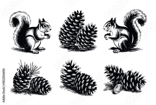 Vintage woodcut style squirrels and pine cones set for natural themes and rustic decor applications, perfect for packaging and print projects