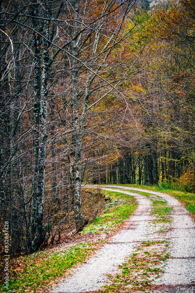 Fototapeta premium Autumn colors. The magic of the woods of the Julian Prealps and the small village of Sella Carnizza