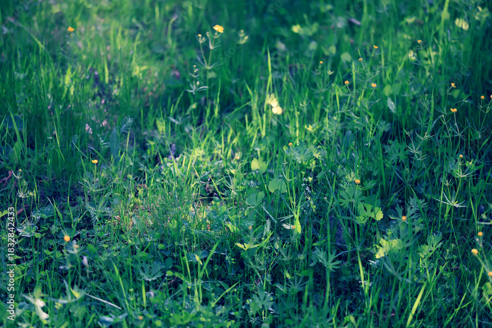 Fototapeta premium background of fresh green grass, nature in the field