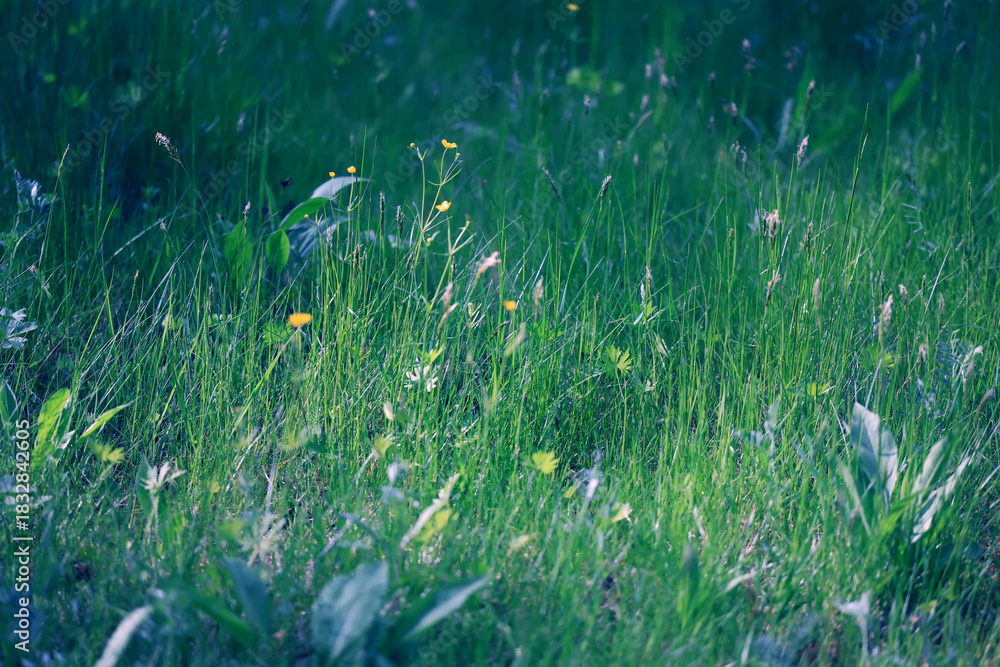 Fototapeta premium background of fresh green grass, nature in the field